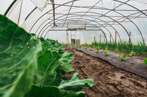 Greenhouse Demolition in Flower Mound